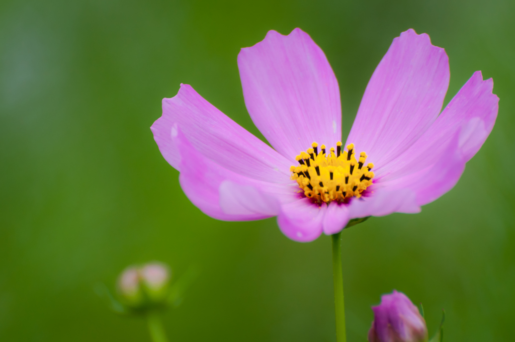 秋桜3