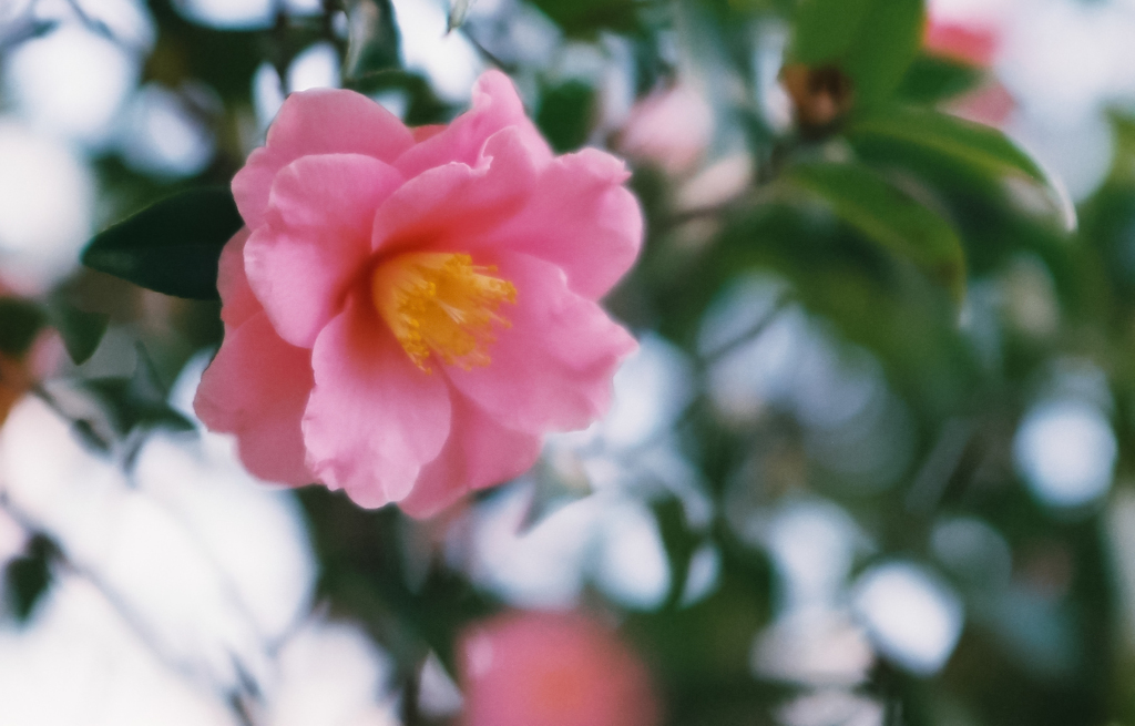山茶花