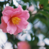 山茶花