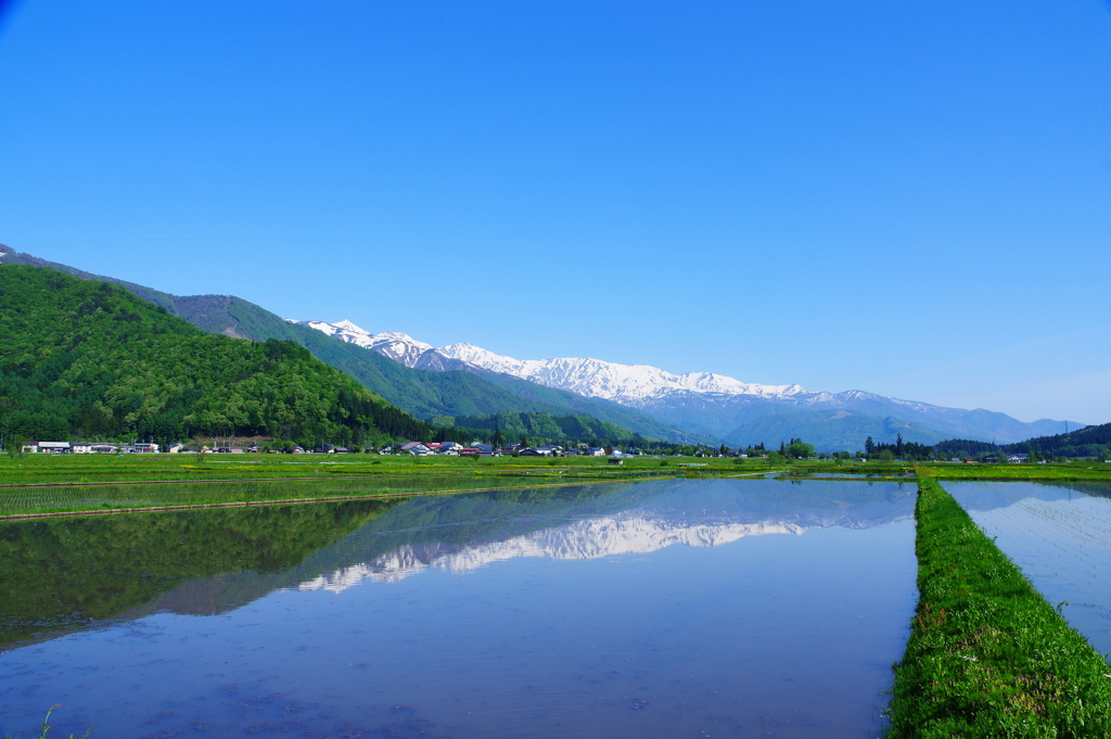 白馬も田植えの季節