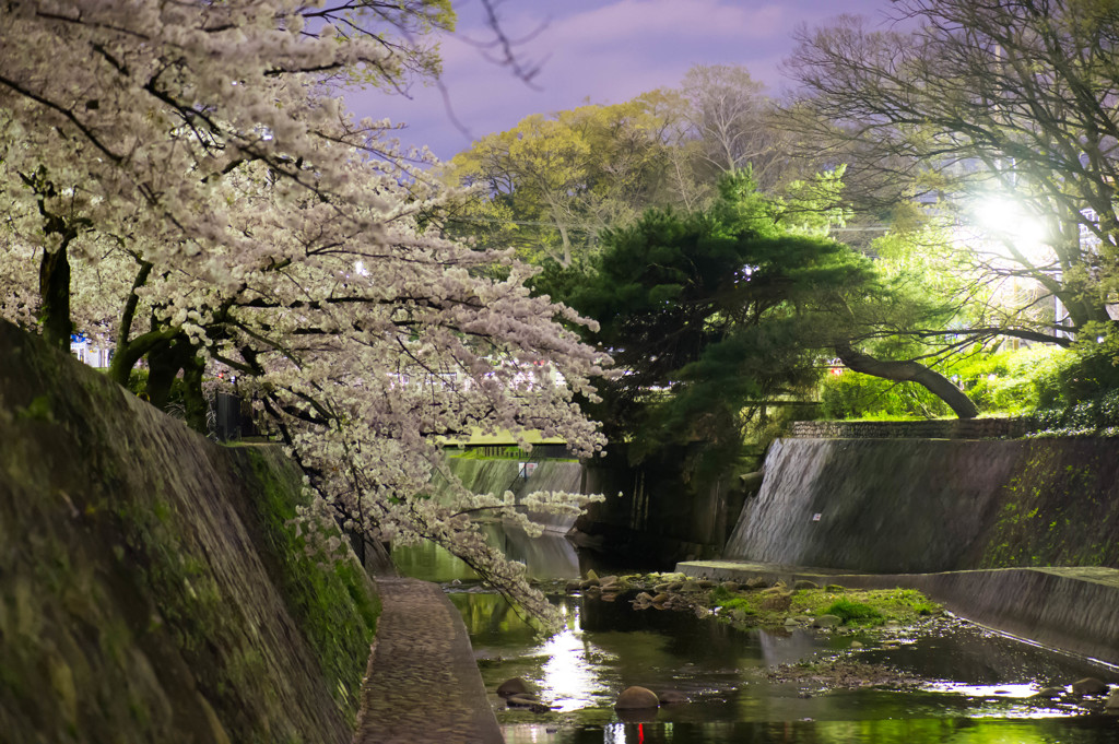 夜桜