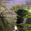 夜桜