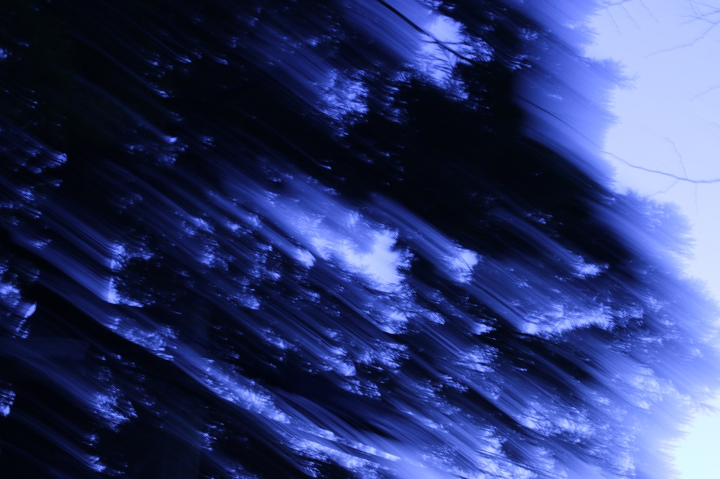 夜の木洩れ陽