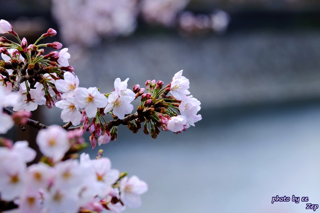 桜咲く