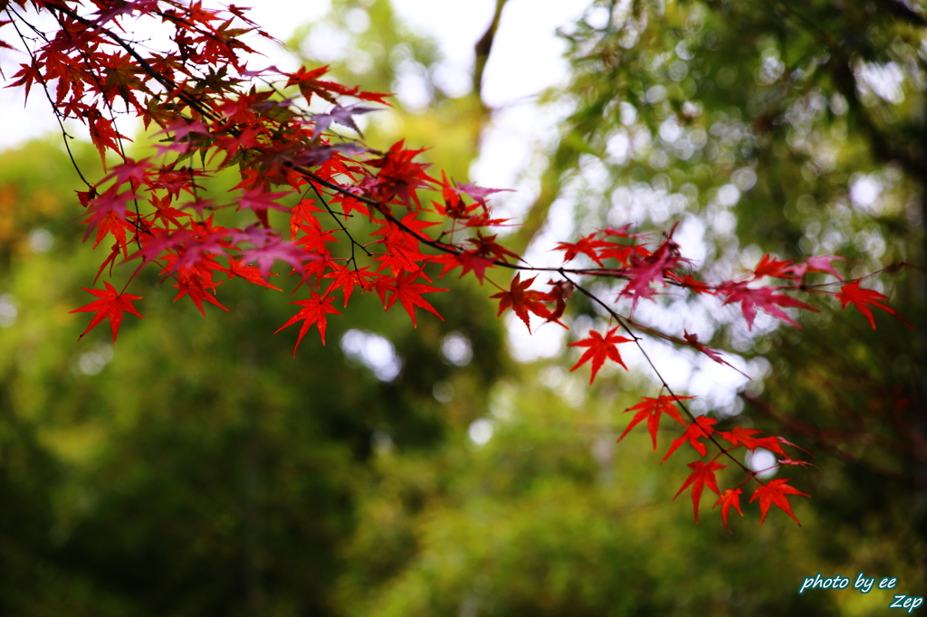 紅葉2（京都）