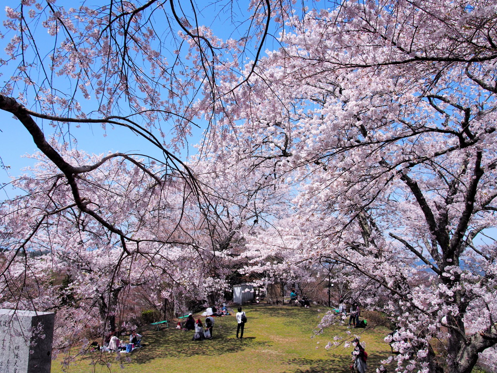 吉野の桜4