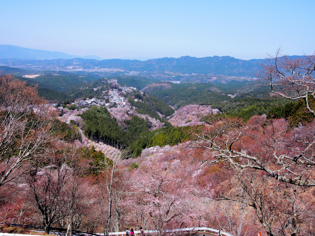 吉野の桜6