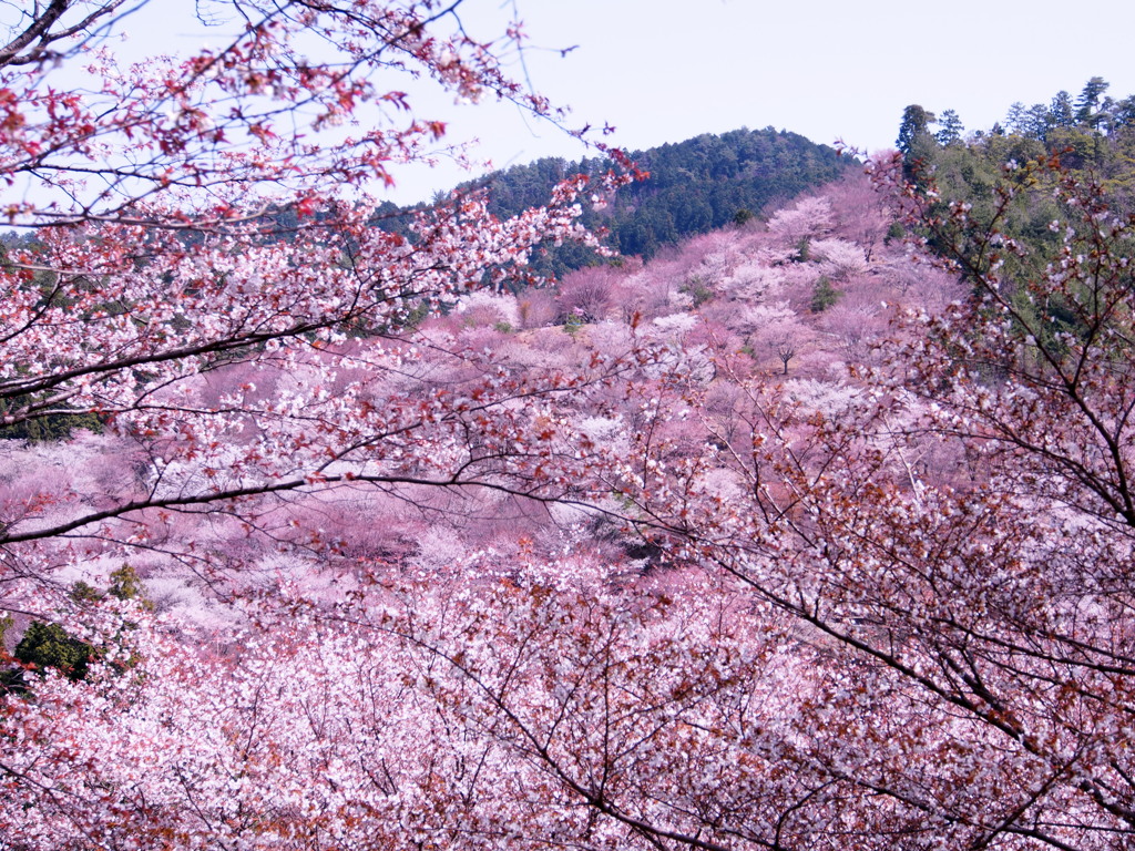 吉野の桜2