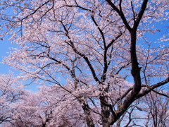 吉野の桜5