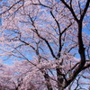 吉野の桜5