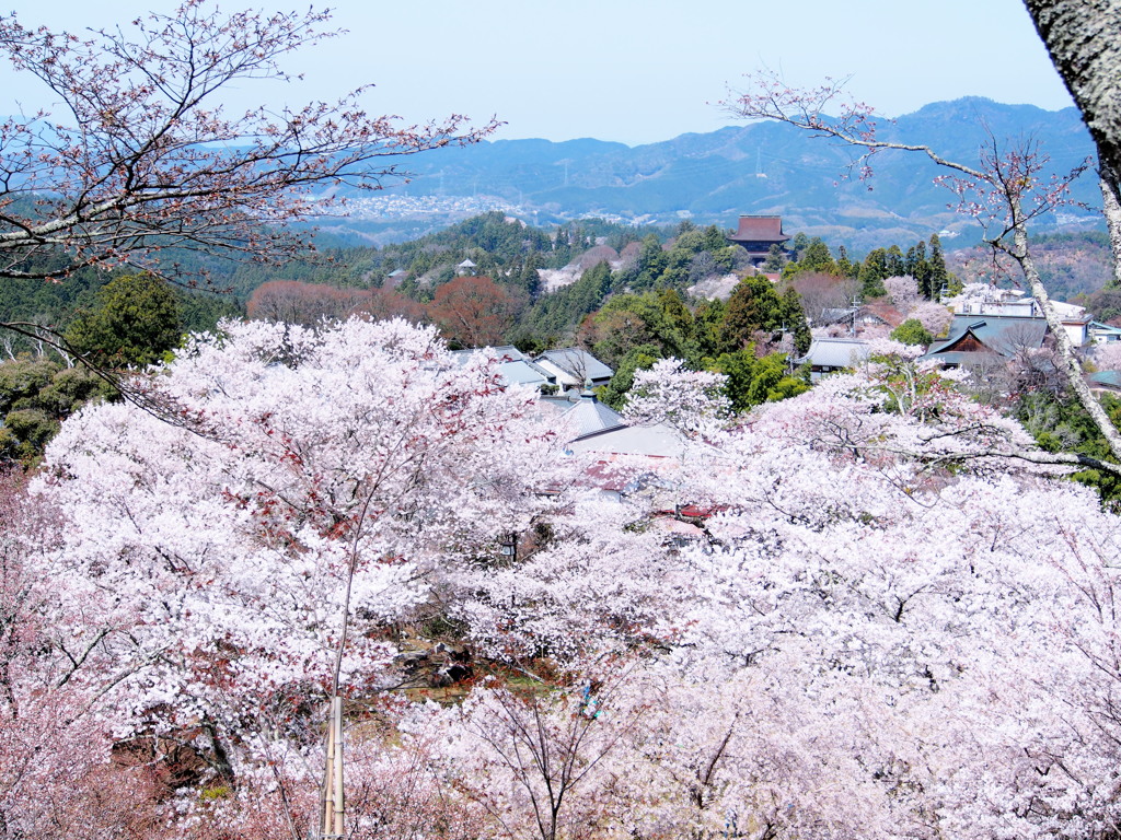 吉野の桜3