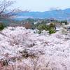 吉野の桜3