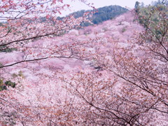 吉野の桜1