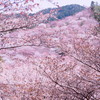 吉野の桜1