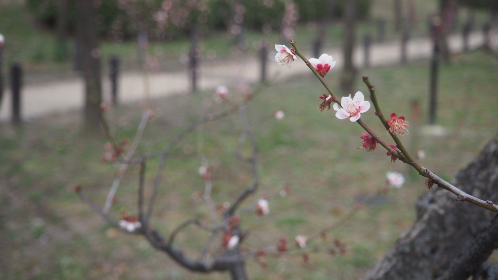 plum
