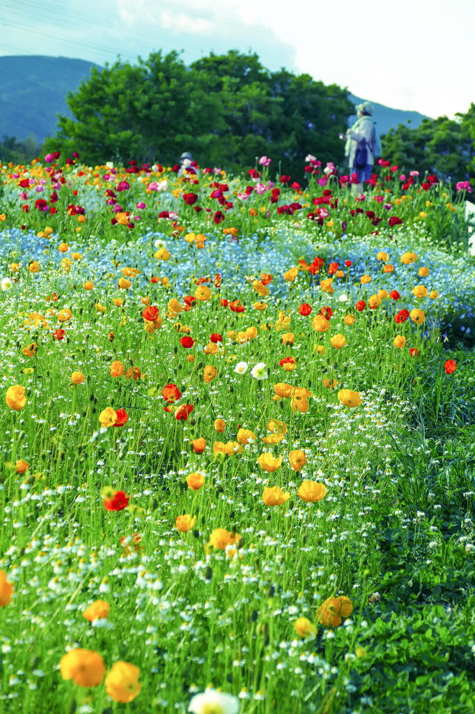 お花畑②