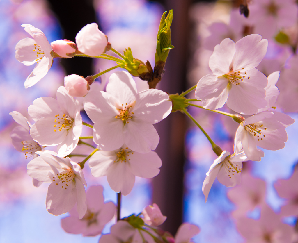 2018.03.25 目黒川　桜
