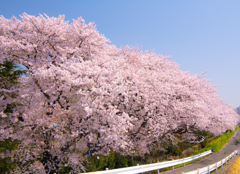八王子　浅川の桜
