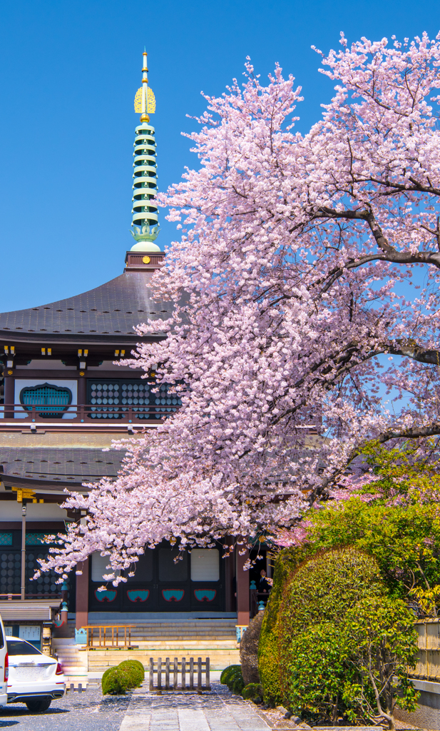 八王子の桜