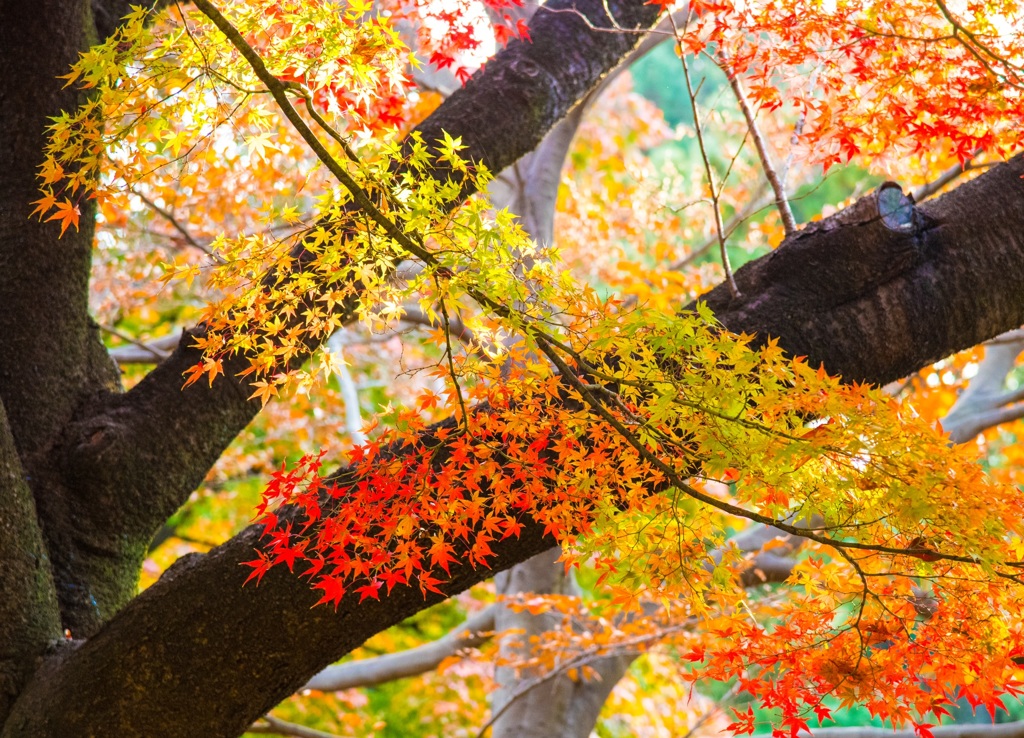 皇居東御苑の紅葉