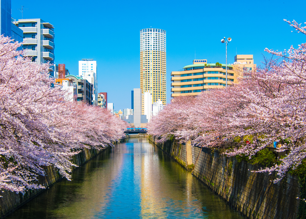 2018.03.25 目黒川　桜