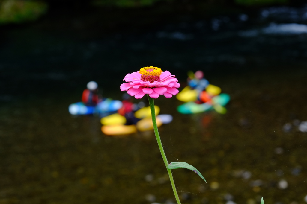花歌