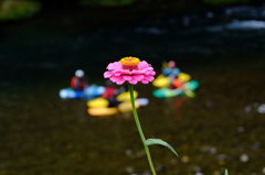 花歌