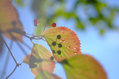 紅歌