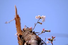 桜歌