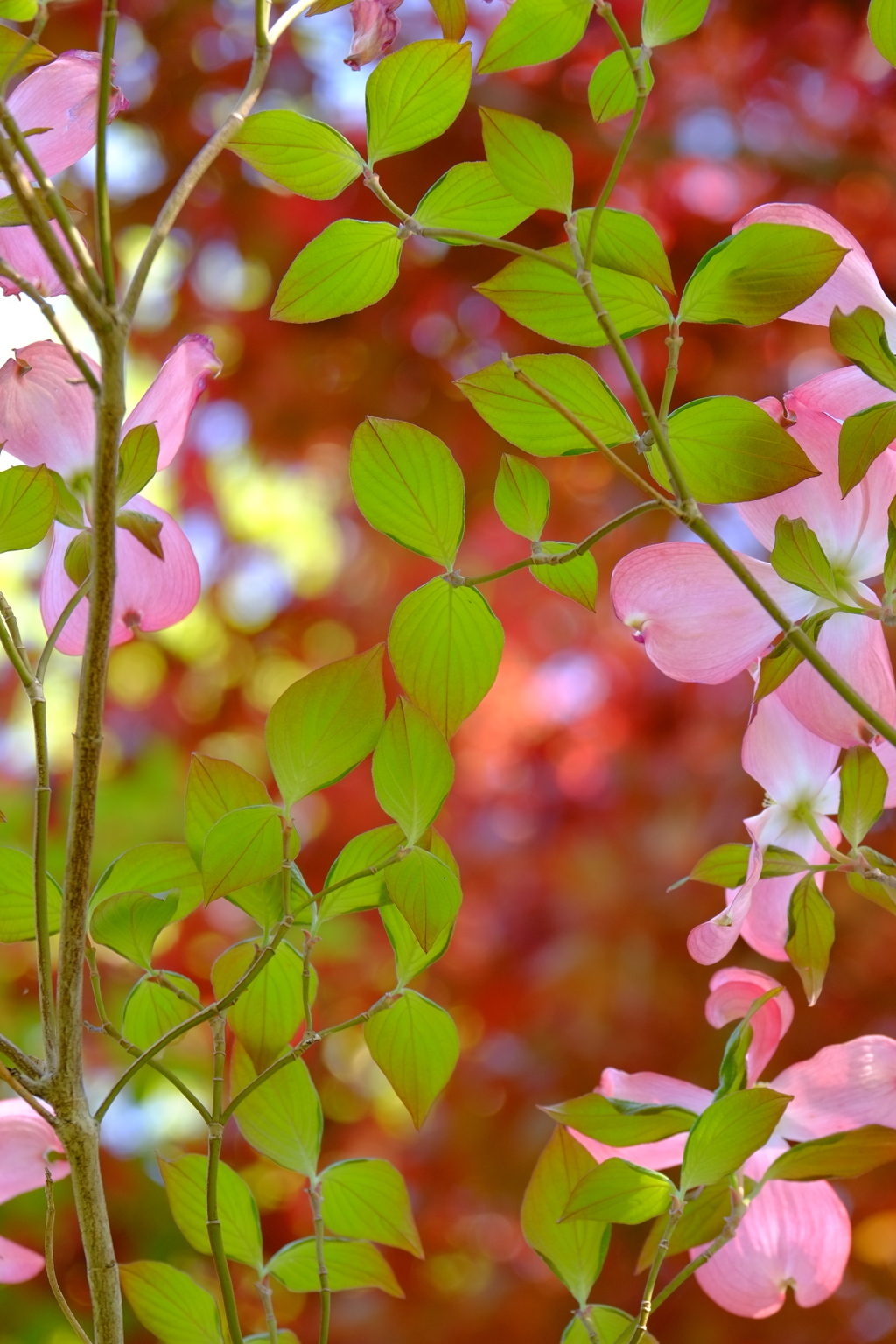 花歌