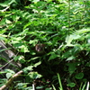獣歌