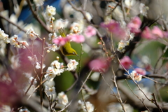 皇居にて2