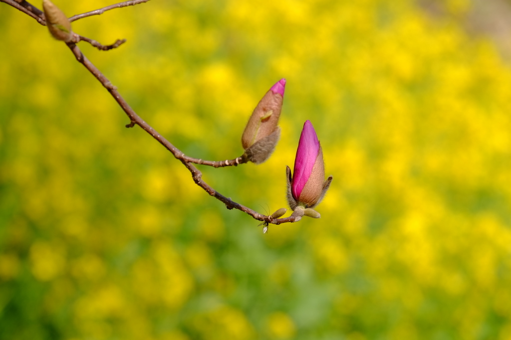 花歌