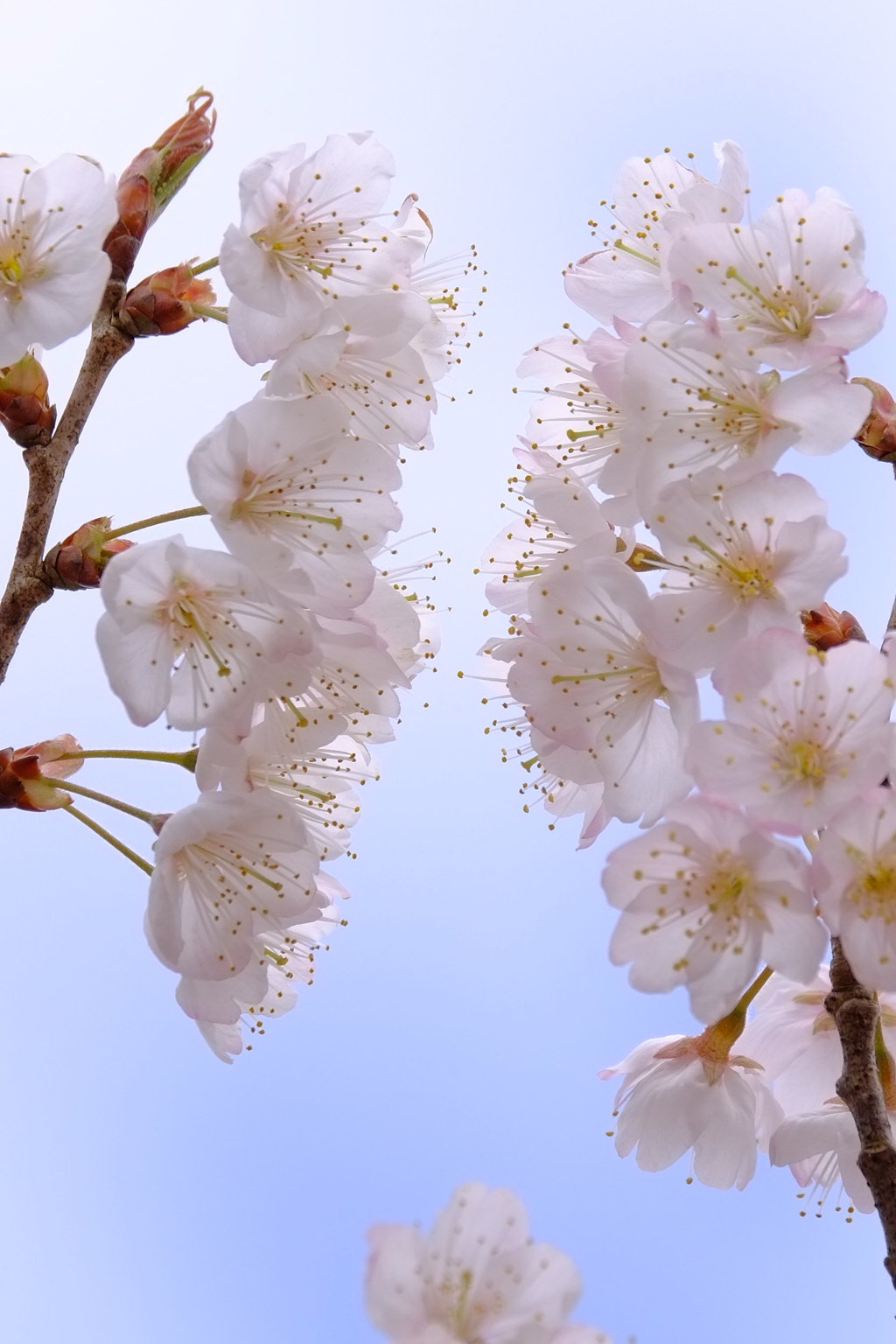 花歌2