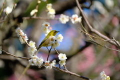 皇居にて