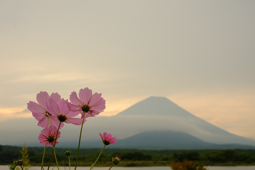 花歌