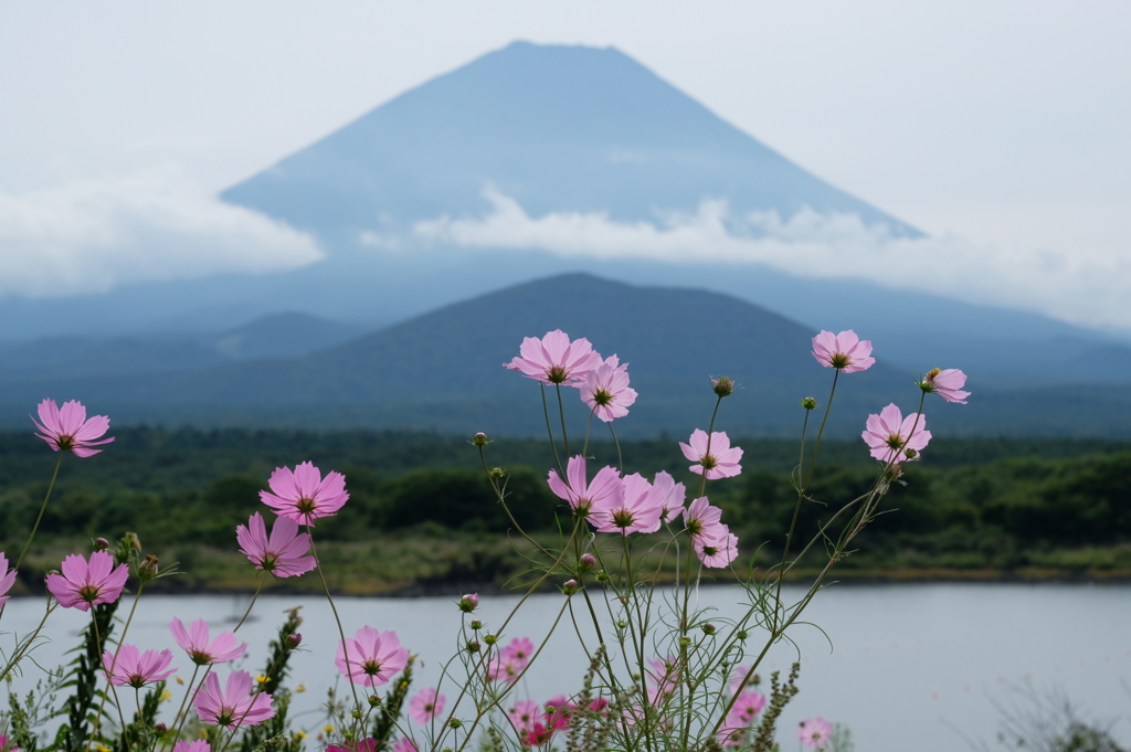 富士と秋桜