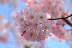 国立劇場前の桜1