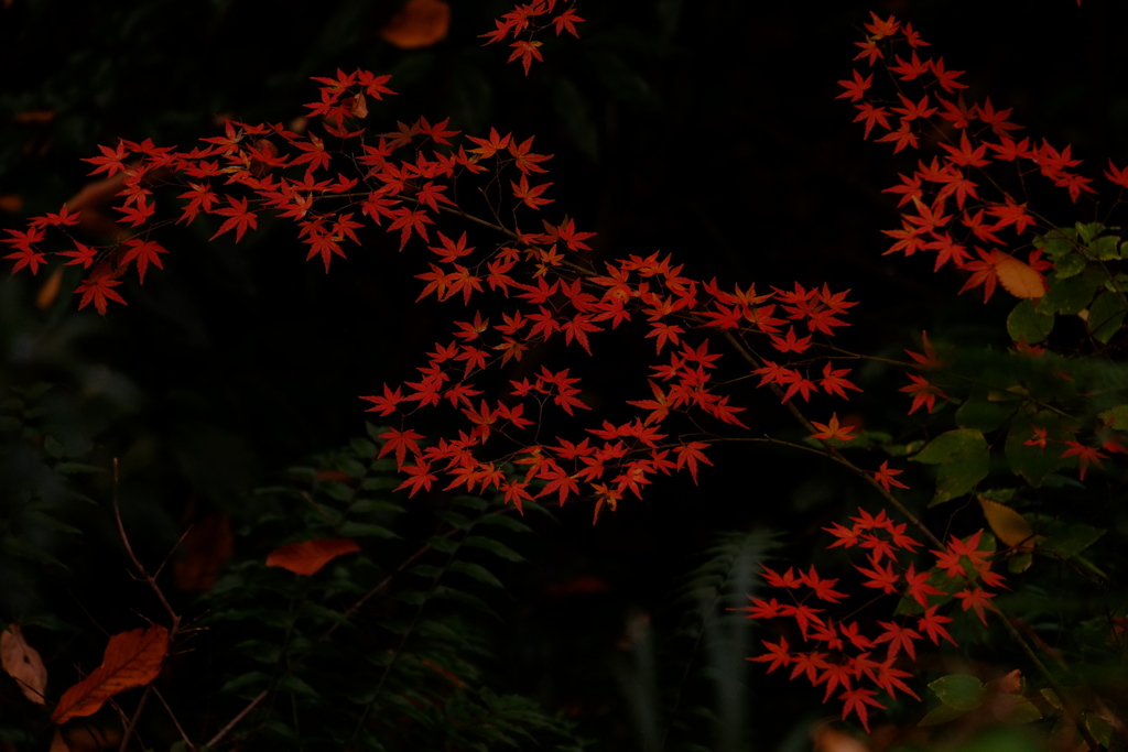 紅葉歌