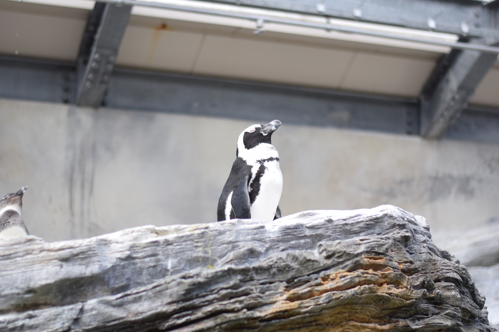 一匹オオカミならぬ、ペンギン