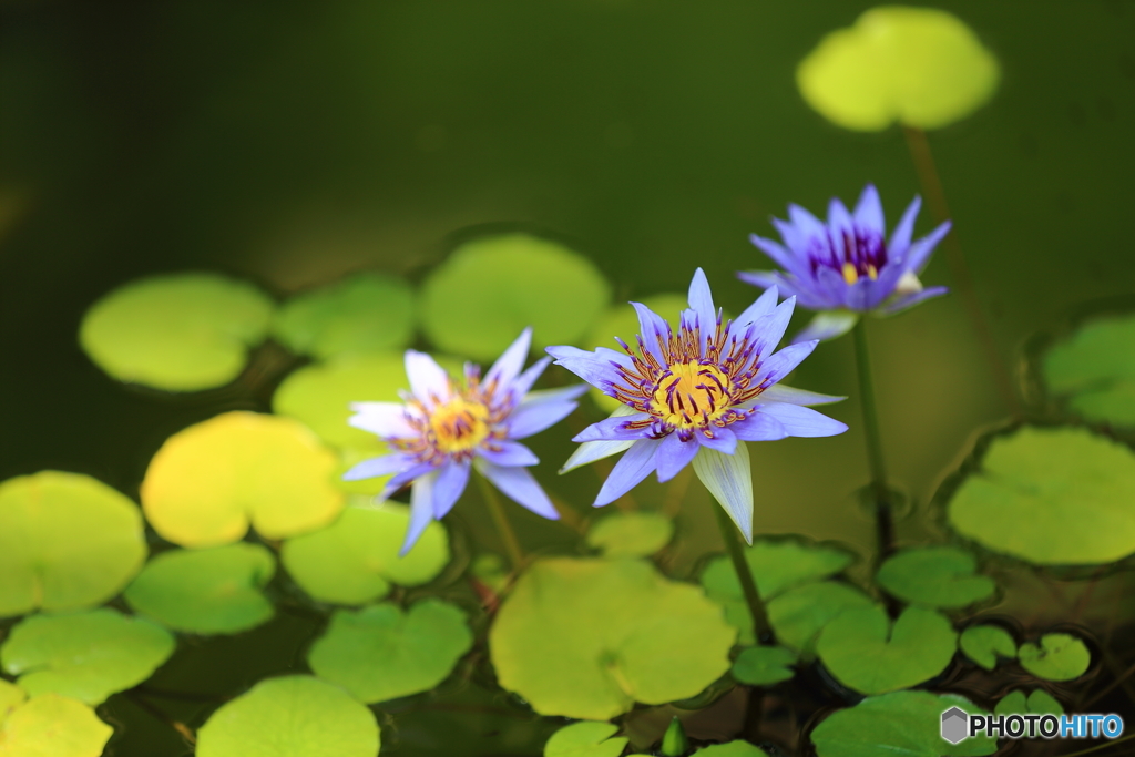 神代植物公園にて