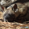 眠いシマハイエナ