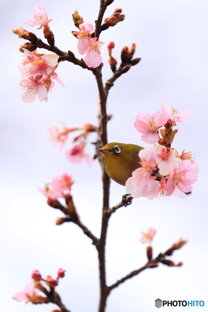 もうすぐ春ですね。