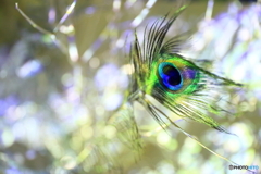 feather of the peacock