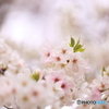 20160402 サクラ