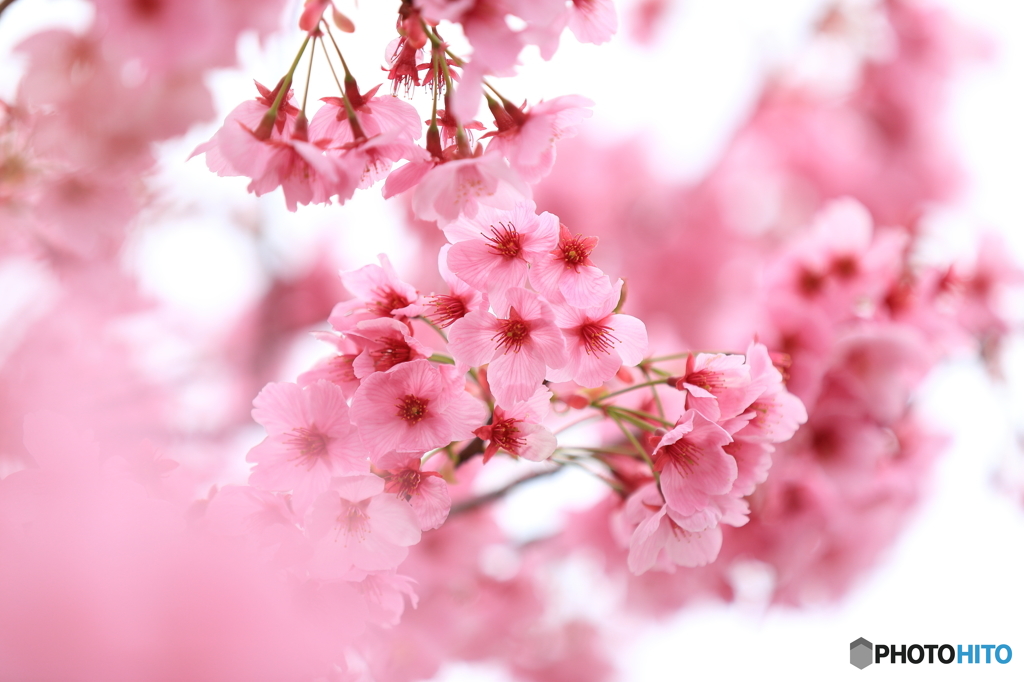 20160402 桜