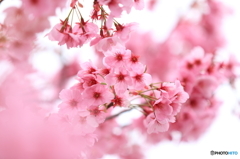 20160402 桜