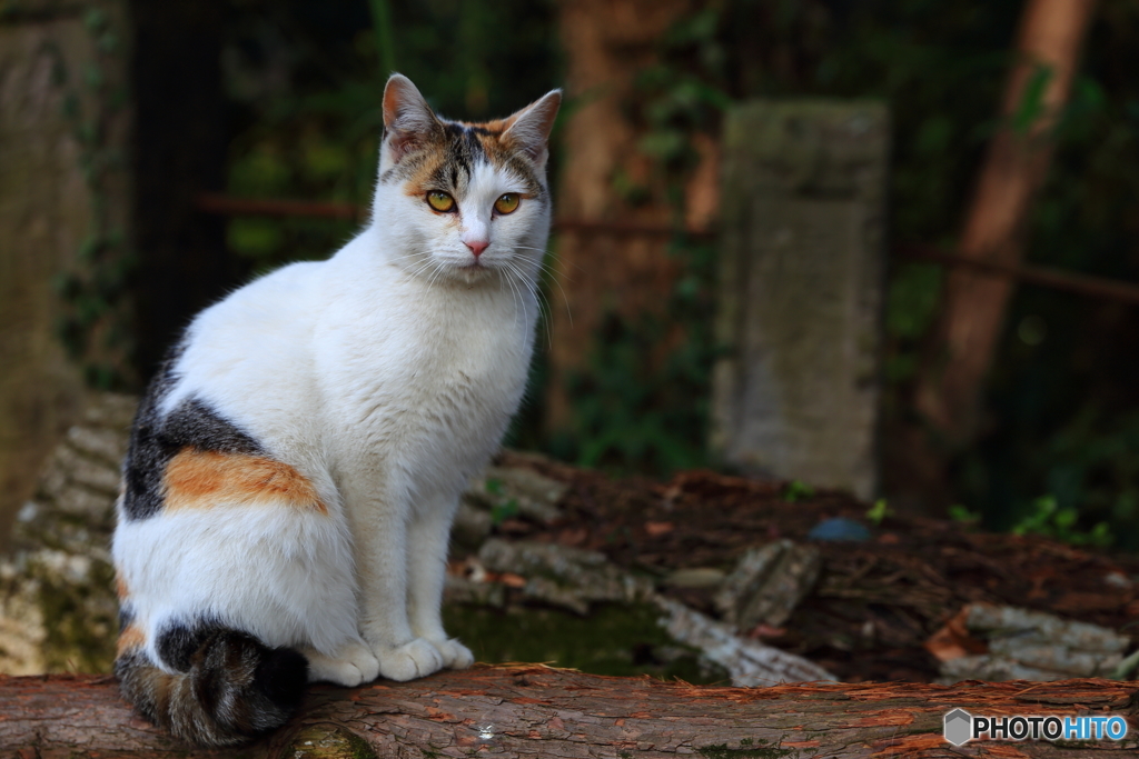 今月のねこさん