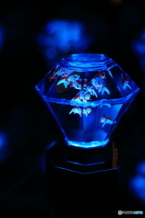 アート・アクアリウム