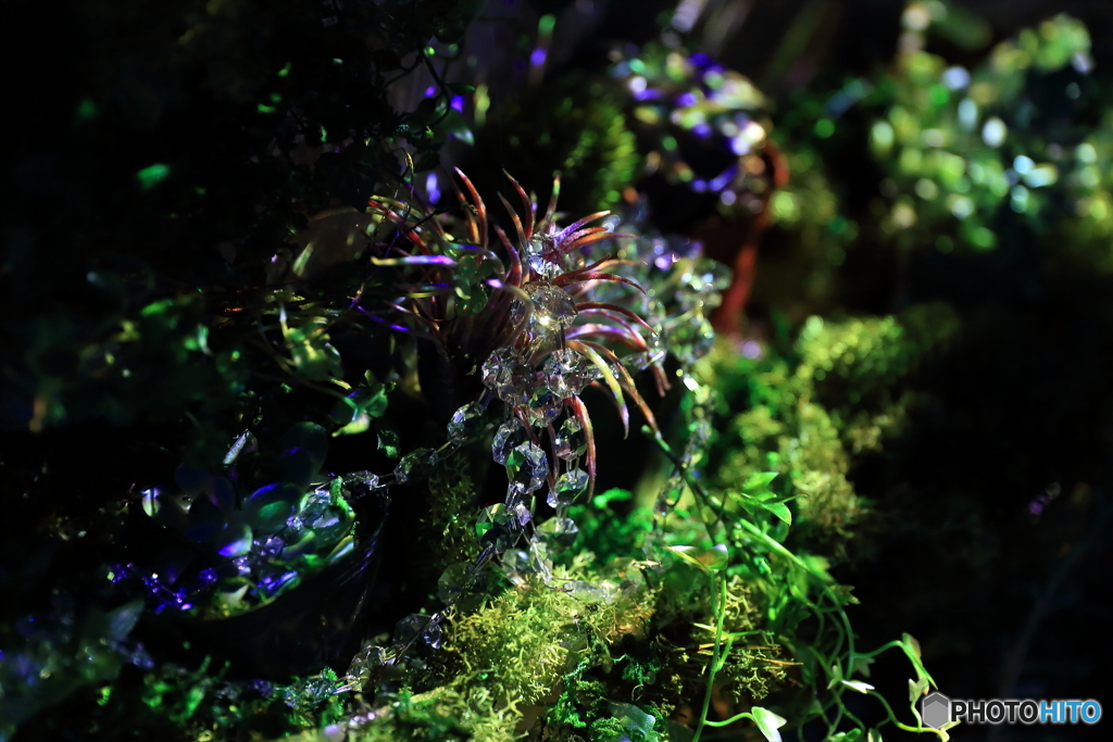 mystic plant
